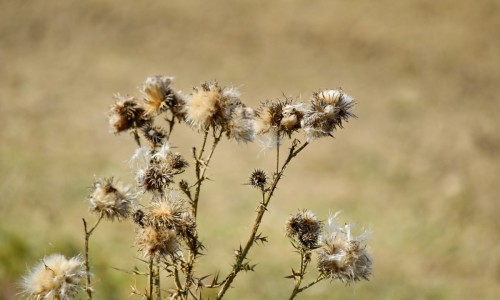 中医和中药的英文、中医和中药的英文 -中医和中药网